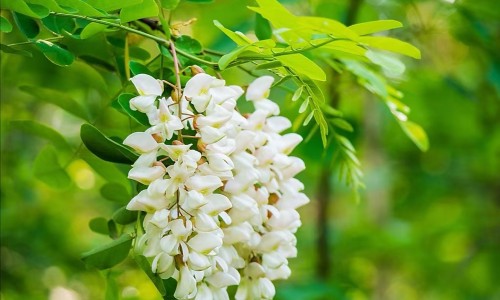 花肌源面膜一盒多少片-花肌源这个牌子怎么样专区_花肌源面膜一盒多少片专区_花肌源黑膜功效网
