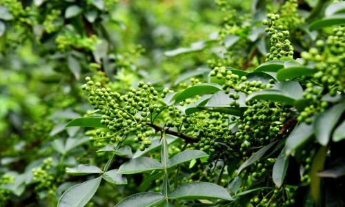 花肌源面膜一盒多少片-花肌源这个牌子怎么样专区_花肌源面膜一盒多少片专区_花肌源黑膜功效网