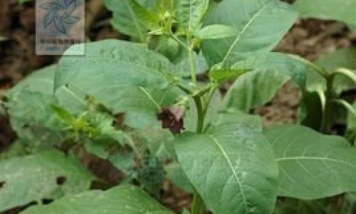 花肌源这个牌子怎么样专区_花肌源面膜一盒多少片专区_花肌源黑膜功效网